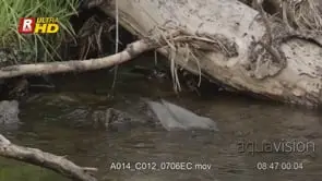 Dipper near running water, dives underwater while foraging and feeding on aquatic food