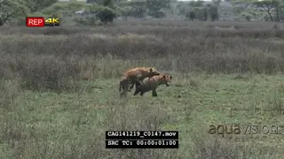 Spotted Hyenas walking and mating on bushveld LWS PAN HAND