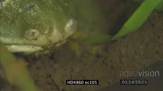 Bullfrog feeding CU
