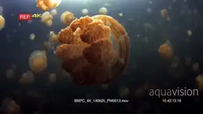 Pulsating Golden Jellyfish,Mastigias papua etpisoni in Jellyfish lake (fifth Lake)on Eil.