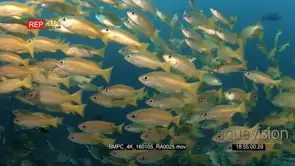 A large school of Bigeye snapper, Lutjanas fish swirl in front of the camera
