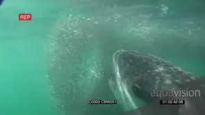 Whale Shark feeding on small sardines