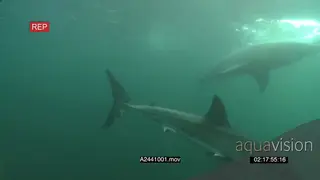 Large Great White Sharks (2) swimming around together in GREEN ocean passing camera PAN.