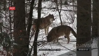 A pair of Gray Wolves standing and sniffing on the ground then walking off LS HAND