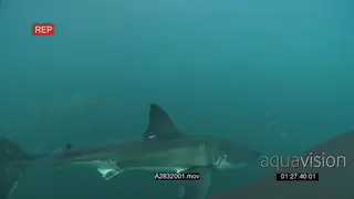 A pair of Great white sharks gently swimming underwater in ocean passing and turning by.