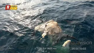 Drone Aerial Shot of shark pups feeding on Whale carcass remains floating above the water.
