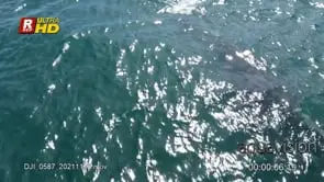 Adult Southern right whale swimming off the frame;