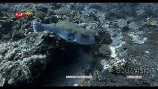 CU slow motion shot of a blue-spotted pufferfish swimming above the reef