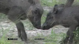 Warthog piglets [2] sparring and Adult Warhogs [2] fighting on African savannah MS