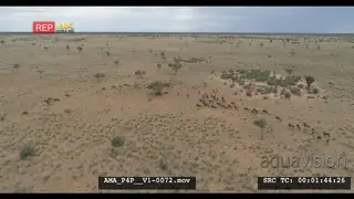Aerial Drone Zebra and Wildebeest herds standing together general behaviour running.