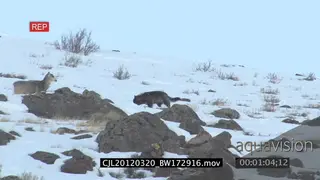 Gray Wolf walking and running around on snowy prairie and Elk Antelope standing looking.