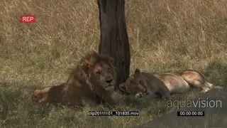 African Lion and Lioness laying down on grass looking around 2S MWS ZI MLS