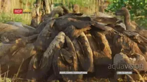 White-backed vultures flock fighting for the kill
