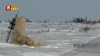 Adult female Polar bear sitting, looking around and cubs feeding from her.