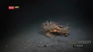 Tracking shot at night of a scorpionfish, scorpaenopsis hopping along the sea bed away.