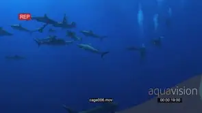 Divers filming and taking pictures of school of Grey Reef Sharks swimming around bait.