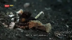 CU of veined coconut octopus comes out of its hiding place and then returns to its.