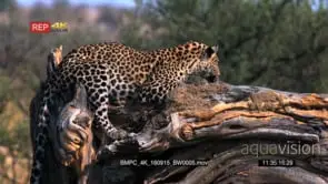 Camera pan to leopard sleeping on a fallen tree bark GOOD LIGHT