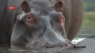 Bull hippo snorting and blowing air through nostrils MCU