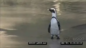 African Penguins at Boulders Beach, with beachgoers and bathers
