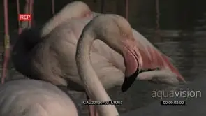 Greater Flamingos standing in water MCU