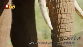 Close up of African Elephant's head and trunk.