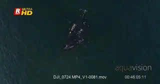 Pod of Southern Right Whales gathering, mating and courtship behaviour display.