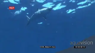Mako Shark swimming underwater in ocean passing over camera UW