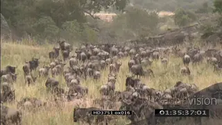 Blue Wildebeest herd migrating on the Serengeti XWS WS ZI ZO