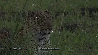 Leopard Laying Down Stalking hunting and Attacks Kill GENERAL BEHAVIOR
