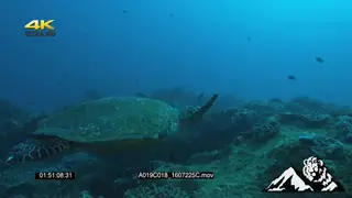 Loggerhead Turtle swimming UW
