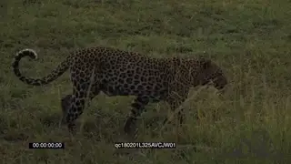 Lone Leopard hunting and stalking during Sunrise GENERAL BEHAVIOUR