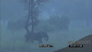 African Elephant with calf grazing walking across in Rainstorm