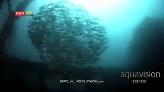 A large school of Big eye Trevally, Caranx sexfasciatus at the Iron Maru wreck