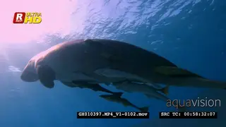 Close up side view shot of a dugong eating, then it swims up among the God rays