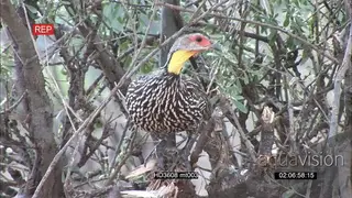 Francolin bird in tree the Jumps off CU GENERAL BEHAVIOUR