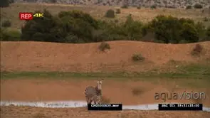 [1] Cape Mountain Zebra standing on the Riverbank looking towards the camera WS