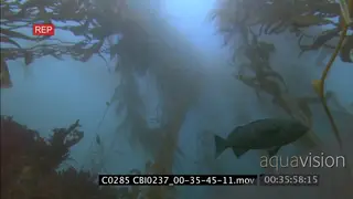 Scenic Kelp forest fishes swimming around UNDERWATER