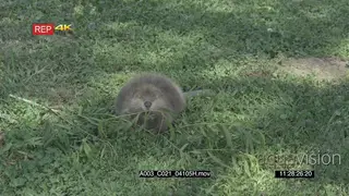 A Beaver feeding on a small tree branch on the ground WS GREEN