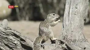 male thirteen-lined ground squirrel eating