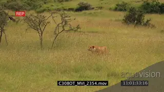 Lioness hunting resting Wildebeest AmCam