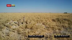 Meerkat group standing sentinal very wide from front, scenic