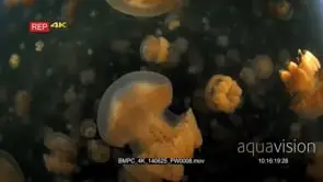 Pulsating Golden Jellyfish,Mastigias papua etpisoni in Jellyfish lake(fifth Lake) on Eil.