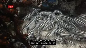 Striped catfish