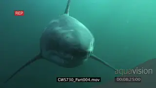 Great White Shark swimming underwater in ocean repeatedly following camera and passing by.