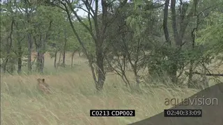 Lionesses chasing prey species in long grass WS FAILS