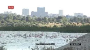 A Flock of Flamingos Standing in the River Fishing