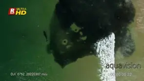 Sardine Run shoal gather, defending and fighting for protection against Bryde's whale…