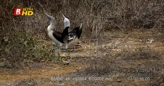 Two blue footed booby's courting and looking around.