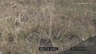 Mozambique Spitting Cobra crawling through grass ZO MLS PAN